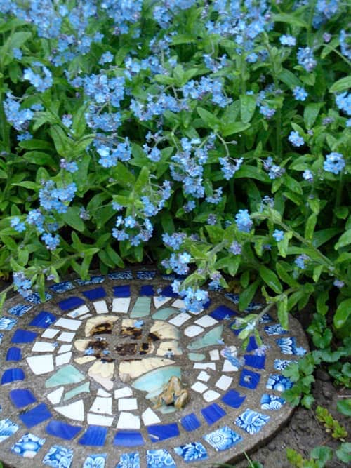 Stepping Stone and Forget Me Nots