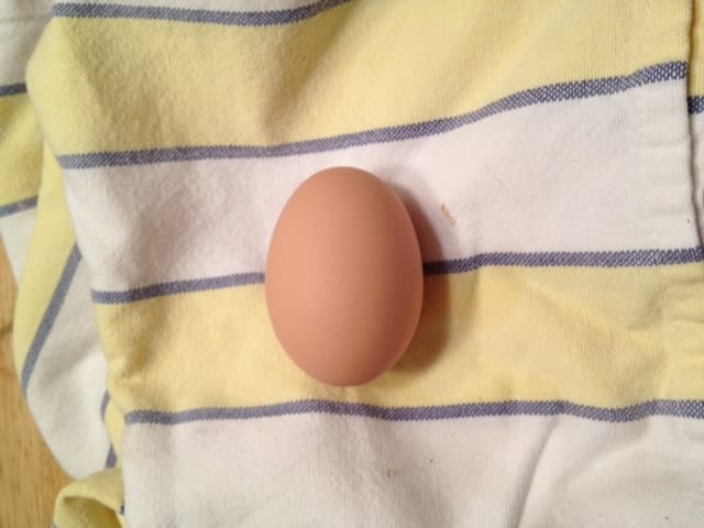 Picture of the First Egg Laid