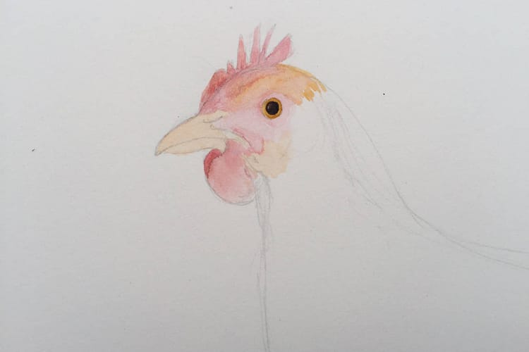 Chicken Painting In Progress