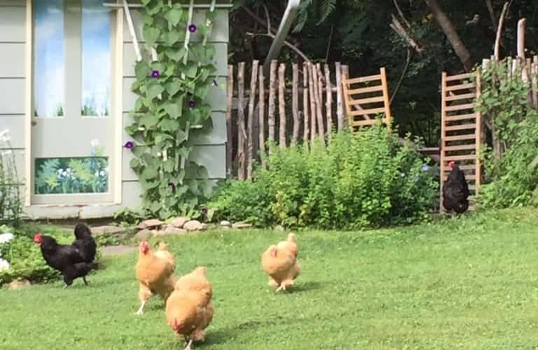 Chickens flock from the pen